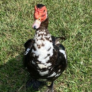 Meet your Posher, Ingrid